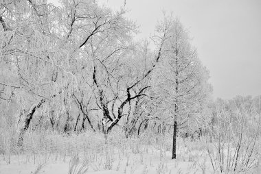 Kış Sibirya orman, Omsk bölge 