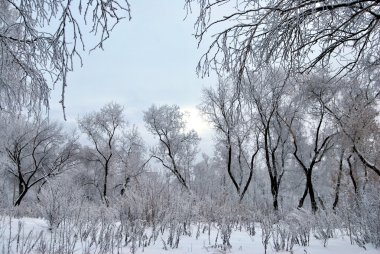 Kış Sibirya orman, Omsk bölge 