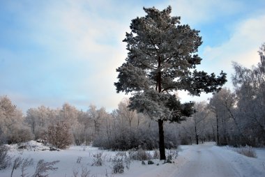 Kış Sibirya orman, Omsk bölge 