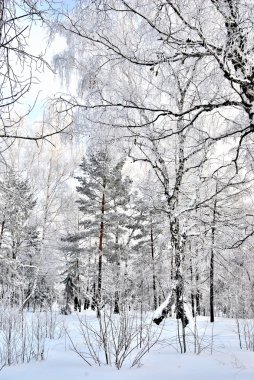 Kış Sibirya orman, Omsk bölge 