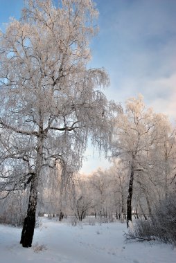 Kış Sibirya orman, Omsk bölge 