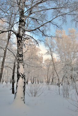 Kış Sibirya orman, Omsk bölge 