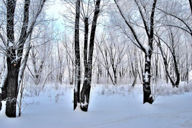 Kış Sibirya orman, Omsk bölge 