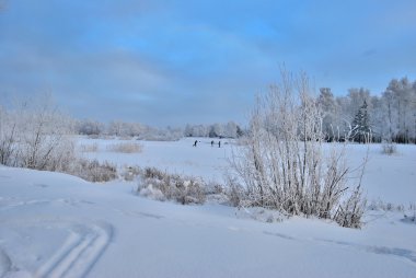 Kış Sibirya orman, Omsk bölge 