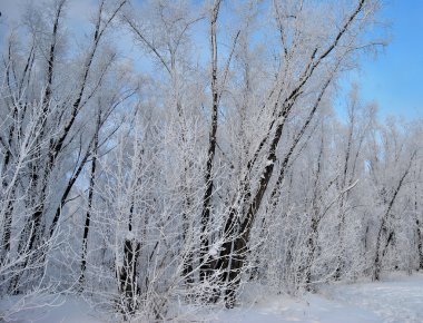 Kış Sibirya orman, Omsk bölge 