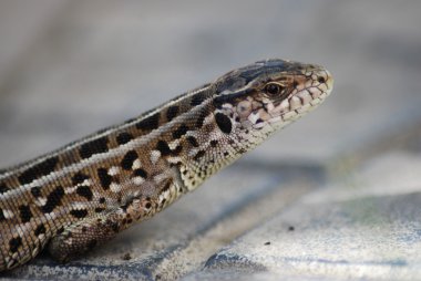 Kum kertenkele Omsk bölge