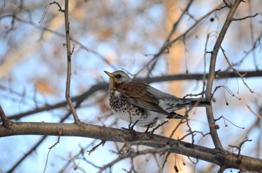 larch bir dal üzerinde oturan siyah kuş