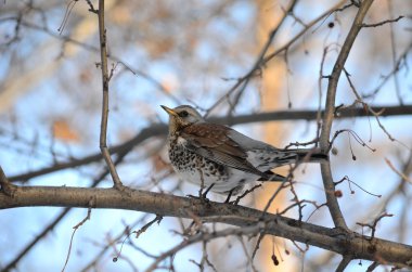 larch bir dal üzerinde oturan siyah kuş
