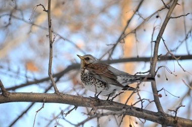 larch bir dal üzerinde oturan siyah kuş