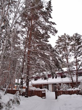 Kış Sibirya orman, Omsk bölge 