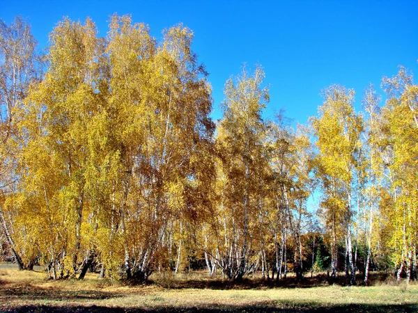 Na podzim Omsk kraj — Stock fotografie