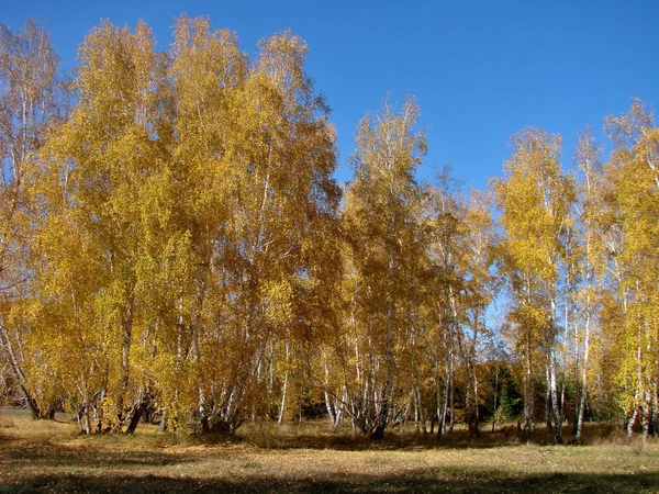 Осенняя Омская область — стоковое фото
