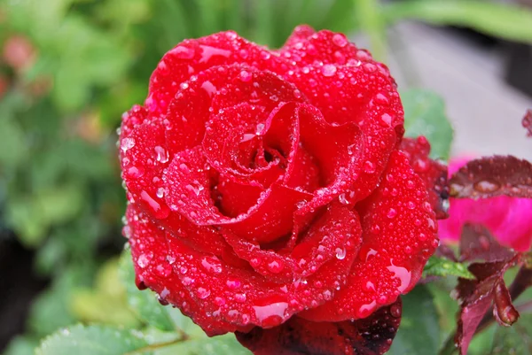 Rose after rain — Stock Photo, Image