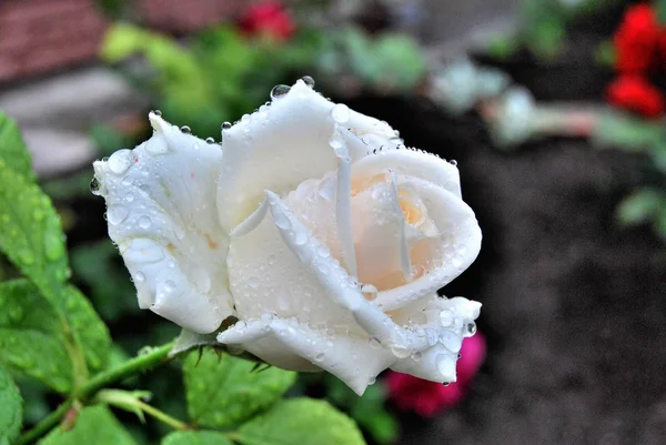 Rose after rain — Stock Photo, Image