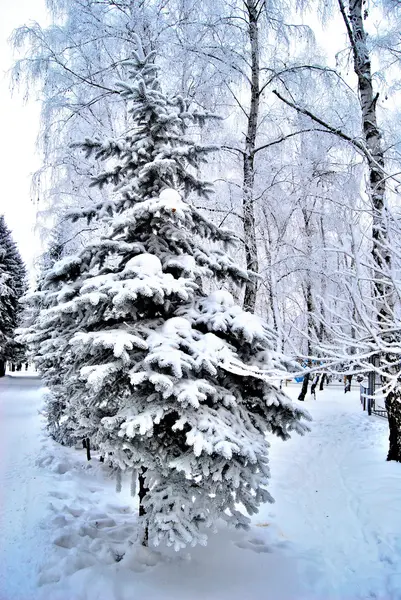 Winter Siberian forest, Omsk region — Stock Photo, Image