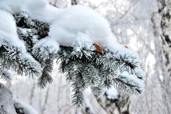 Πάρκο της πόλης της Σιβηρίας χειμώνα, Περιφέρεια Ομσκ — Φωτογραφία Αρχείου