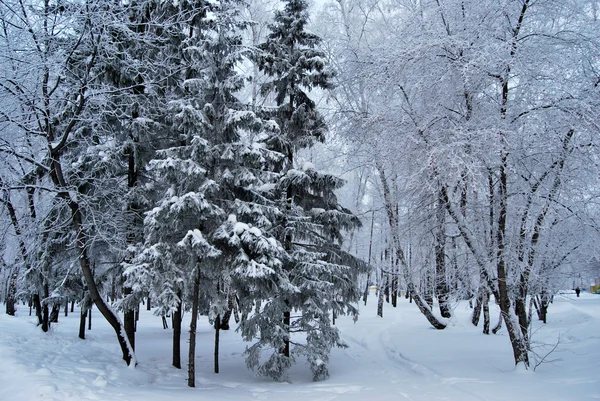 Winter Siberian city park, Omsk region — Stock Photo, Image