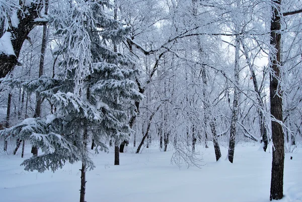 Winter Siberian city park, Omsk region — Stock Photo, Image