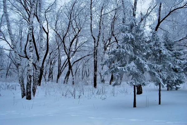 Invierno parque de la ciudad de Siberia, región de Omsk —  Fotos de Stock