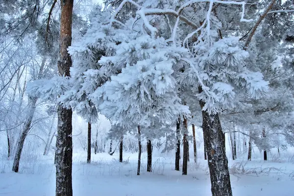Winter Siberian forest, Omsk region — Stock Photo, Image