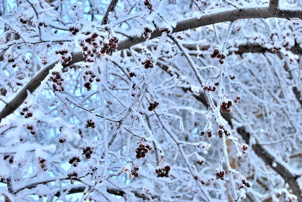 Invierno Bosque siberiano, región de Omsk — Foto de Stock