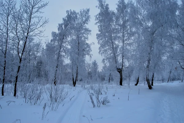 Winter sibirischen Wald, Region Omsk — Stockfoto