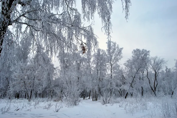 Foresta siberiana invernale, regione di Omsk — Foto Stock