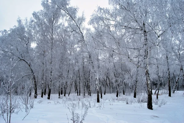 Hiver Forêt sibérienne, région d'Omsk — Photo