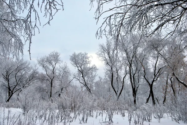 Foresta siberiana invernale, regione di Omsk — Foto Stock