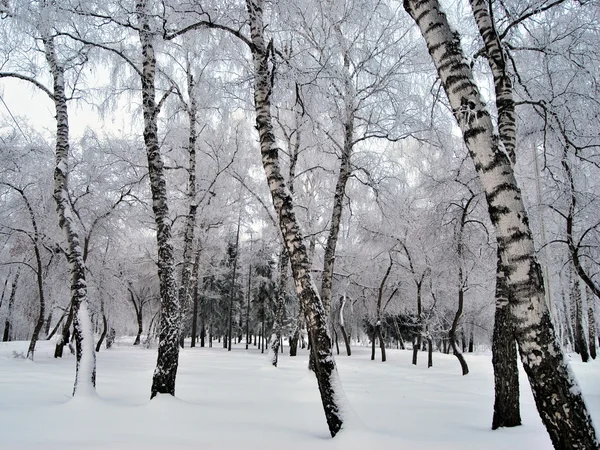 Kış Sibirya orman, Omsk bölge — Stok fotoğraf