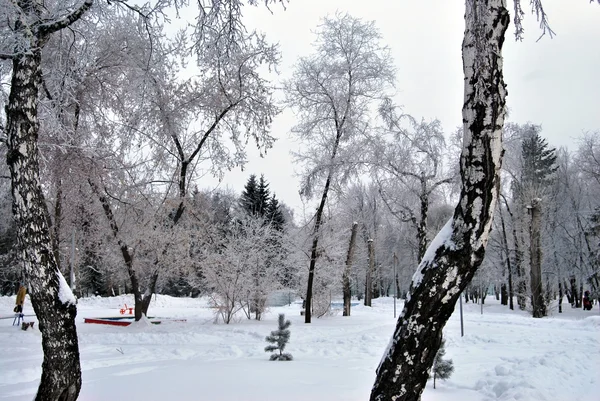 Сибірська зима лісу, Омська область — стокове фото