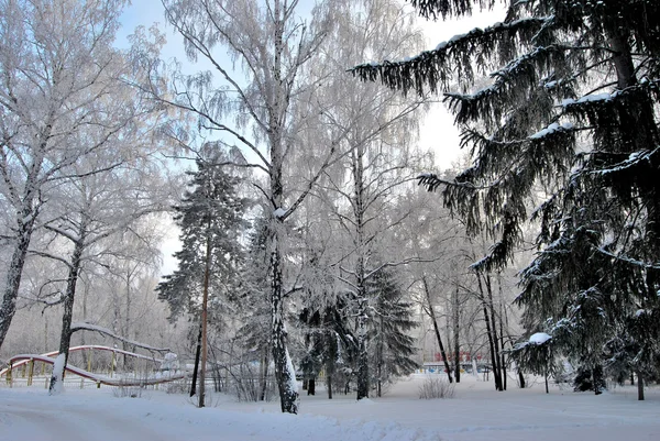 Talvi Siperian metsä, Omskin alue — kuvapankkivalokuva