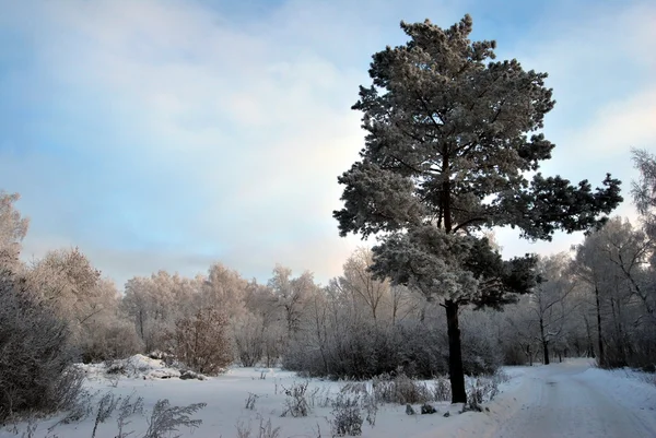Зимний Сибирский лес, Омская область — стоковое фото