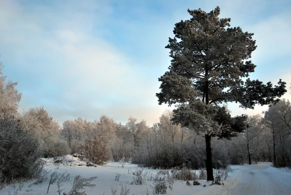 Invierno Bosque siberiano, región de Omsk —  Fotos de Stock