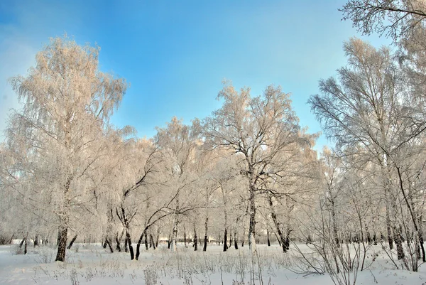 Winter Siberian forest, Omsk region — Stock Photo, Image