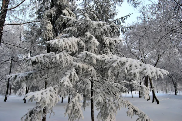 Winter sibirischen Wald, Region Omsk — Stockfoto