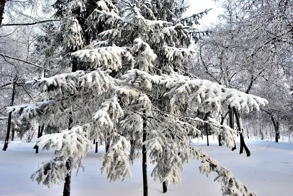 Winter Siberian forest, Omsk region — Stock Photo, Image