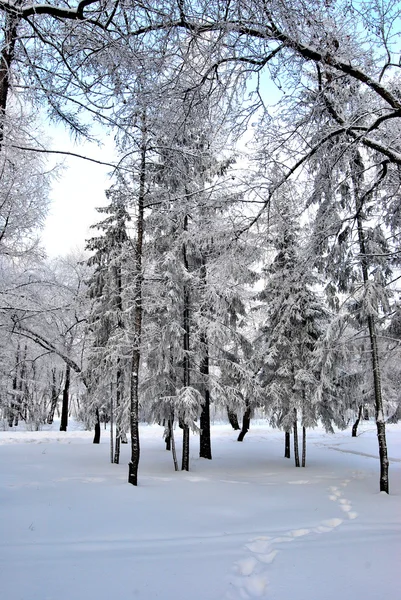 Winter Siberian forest, Omsk region — Stock Photo, Image