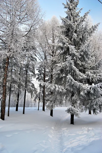 Winter Siberian forest, Omsk region — Stock Photo, Image