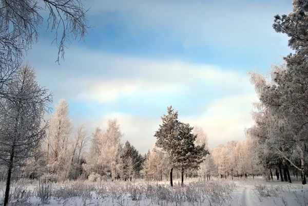 Invierno Bosque siberiano, región de Omsk —  Fotos de Stock