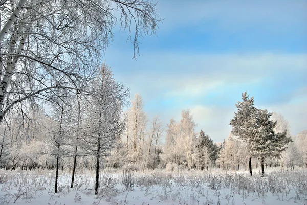 Invierno Bosque siberiano, región de Omsk —  Fotos de Stock