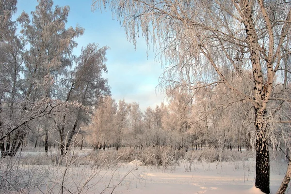 Foresta siberiana invernale, regione di Omsk — Foto Stock