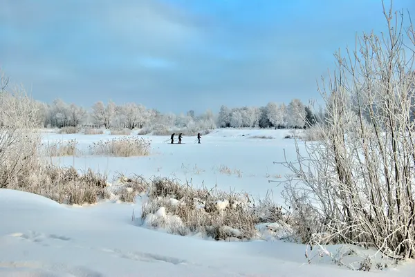 Winter Siberian forest, Omsk region — Stock Photo, Image