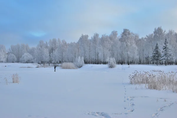Foresta siberiana invernale, regione di Omsk — Foto Stock