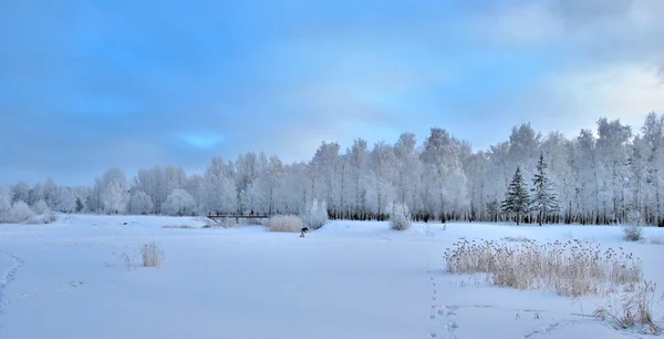 Сибірська зима лісу, Омська область — стокове фото