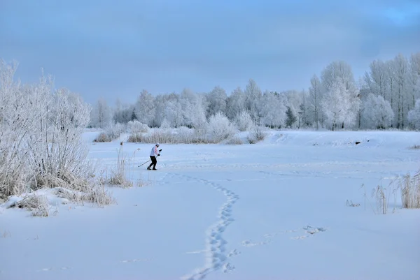 Foresta siberiana invernale, regione di Omsk — Foto Stock