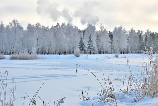 Foresta siberiana invernale, regione di Omsk — Foto Stock