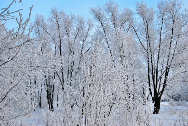 Foresta siberiana invernale, regione di Omsk — Foto Stock