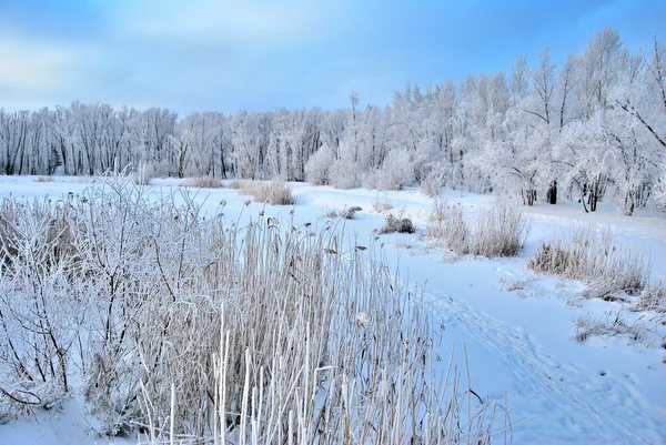 Зимний Сибирский лес, Омская область — стоковое фото