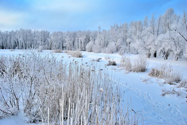 Foresta siberiana invernale, regione di Omsk — Foto Stock